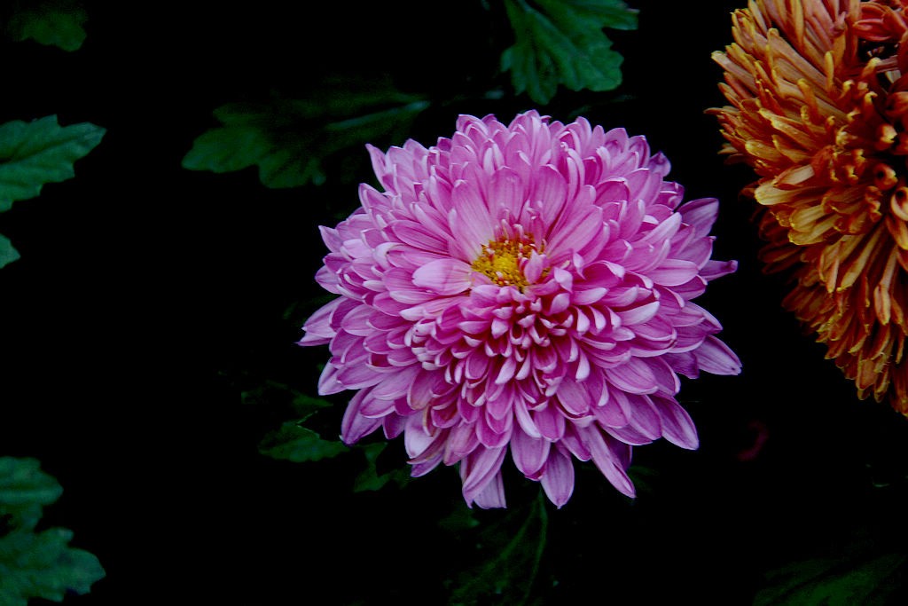 金秋时节菊花艳=15