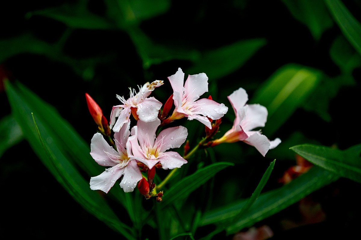 2022花城看花(57):夹竹桃-中关村在线摄影论坛