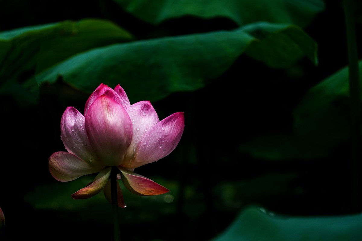 赏荷-3