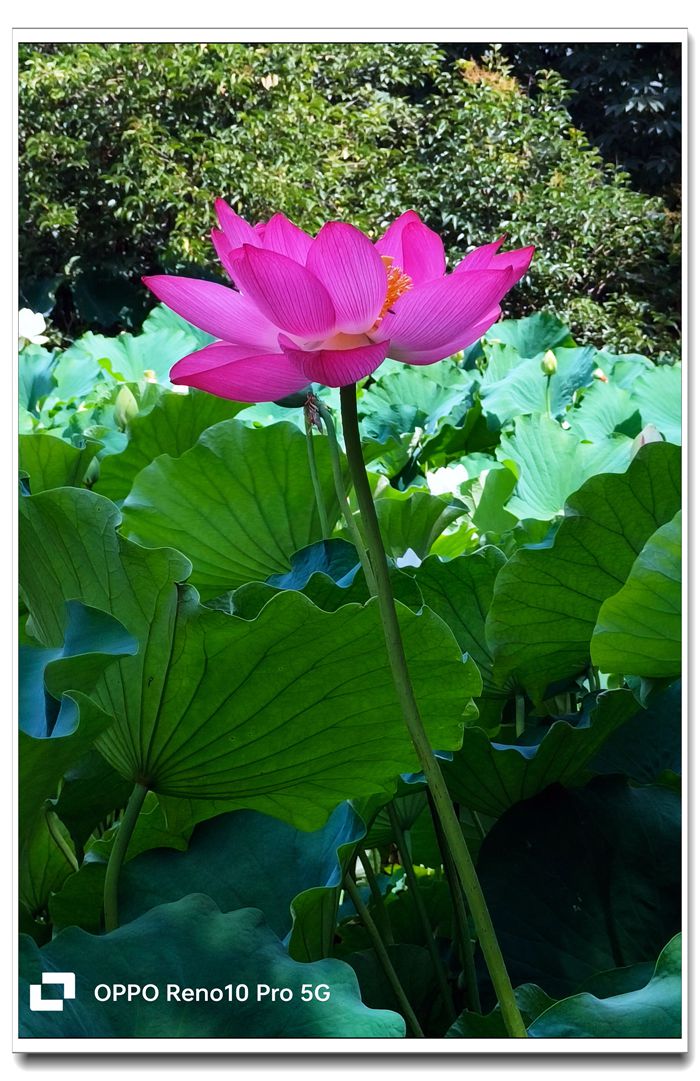 伏游···荷塘