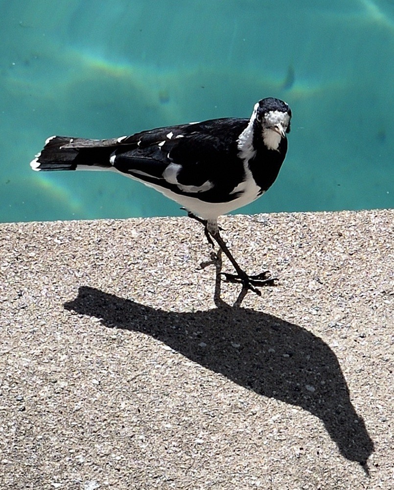 澳大利亚的黄金海岸  2 /6