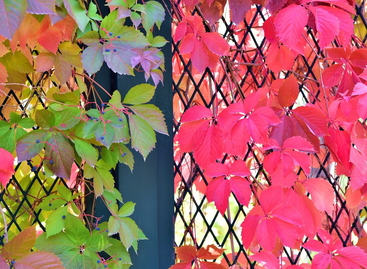 鲤鱼山公园秋叶红了。