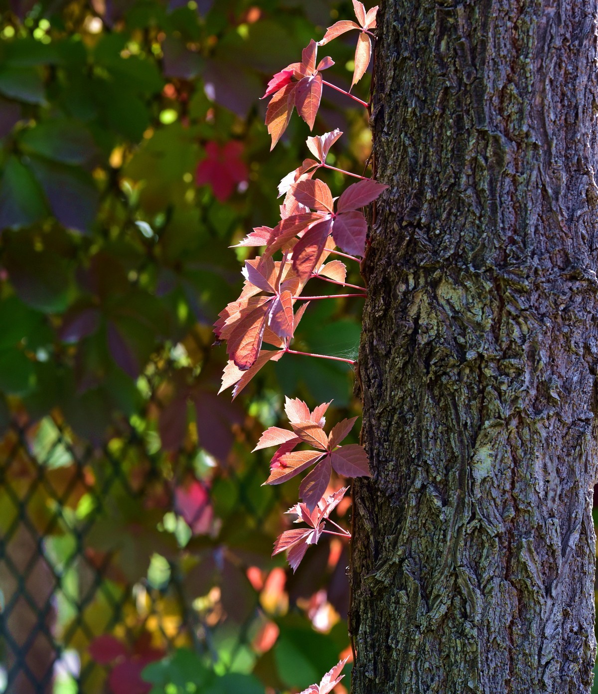 鲤鱼山公园秋叶红了。