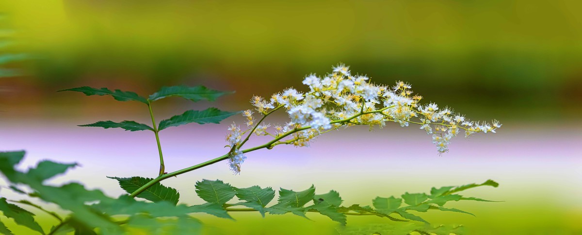 ——珍珠梅~2323（6）——