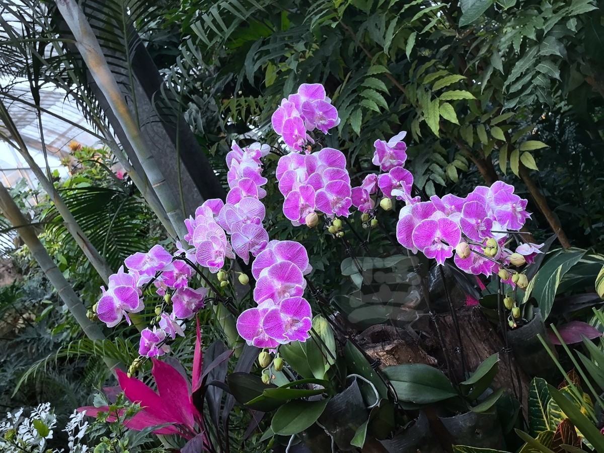 独秀*武汉植物园——武汉随笔