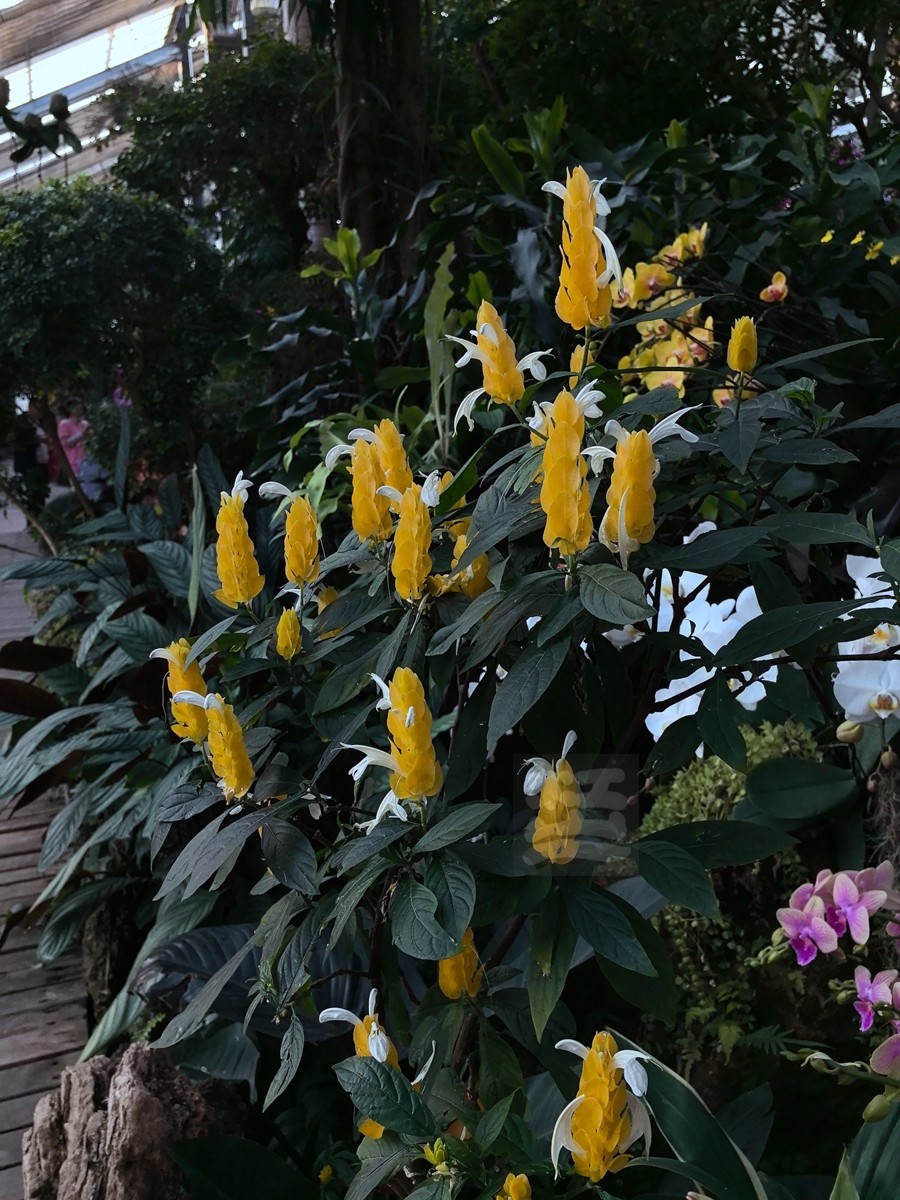 独秀*武汉植物园——武汉随笔