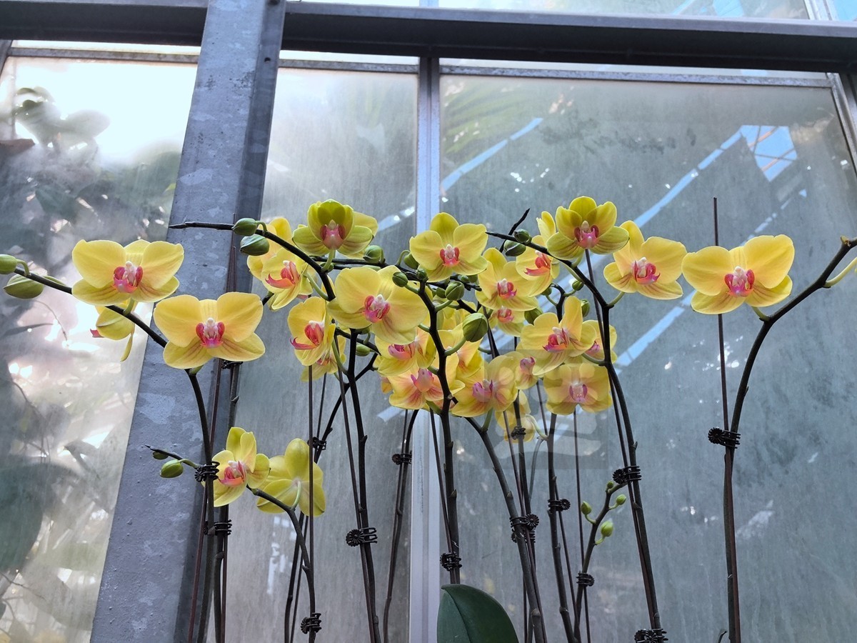 独秀*武汉植物园——武汉随笔