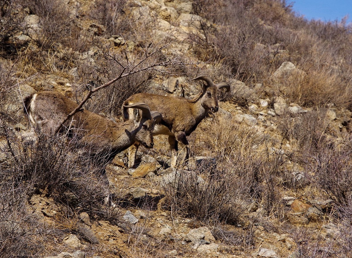 春天的贺兰山里！