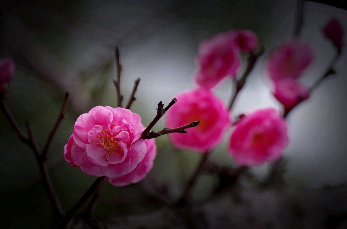 前期拍的红梅花（2）