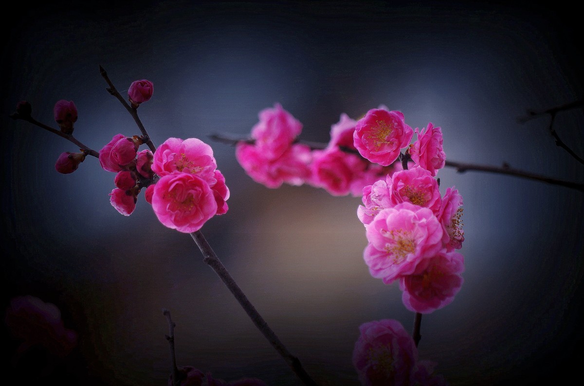 前期拍的红梅花（2）