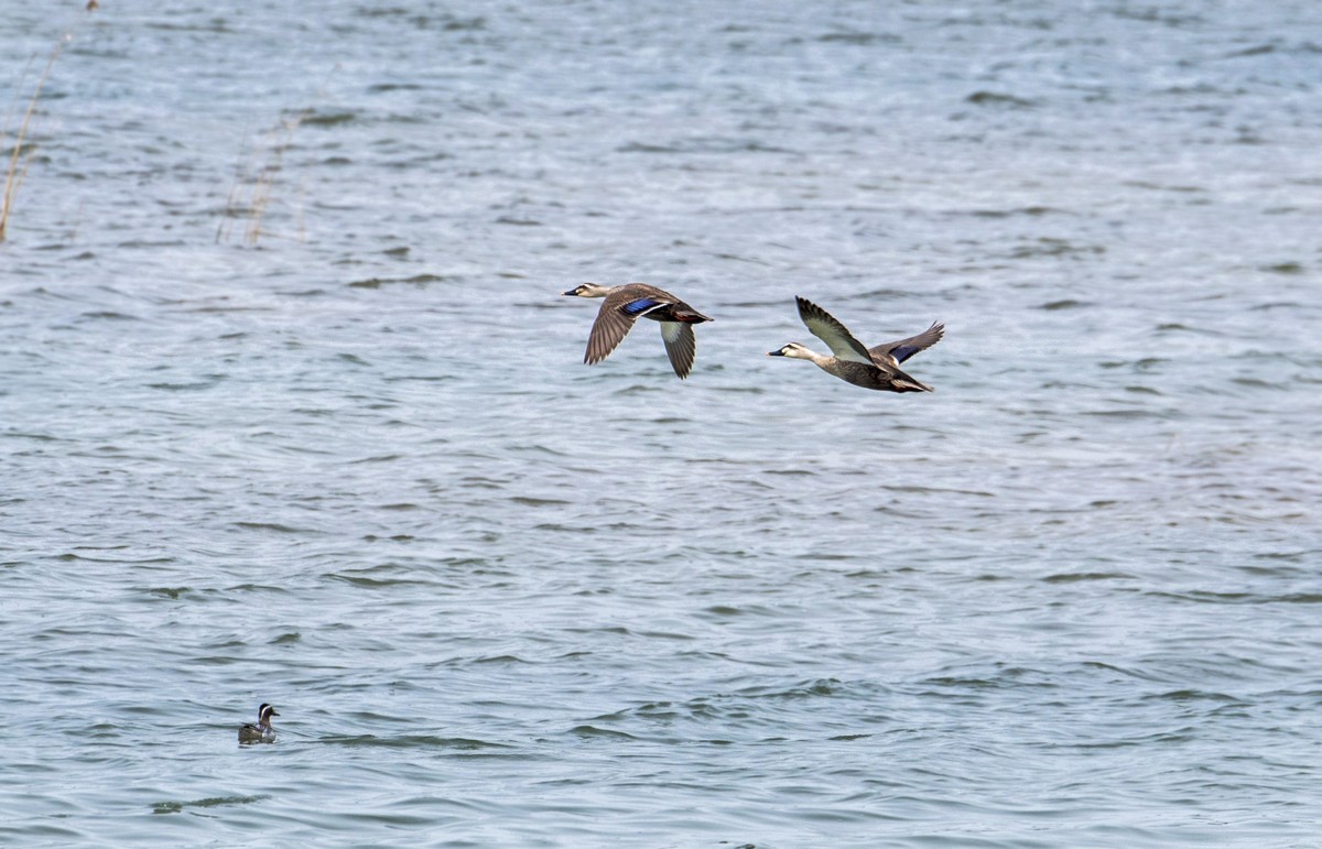 野鸭（二十四）
