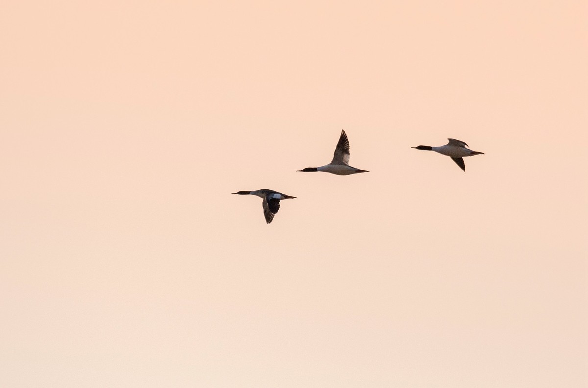 野鸭（二十四）