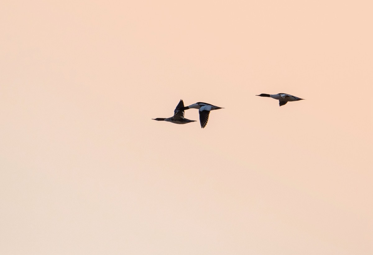 野鸭（二十四）