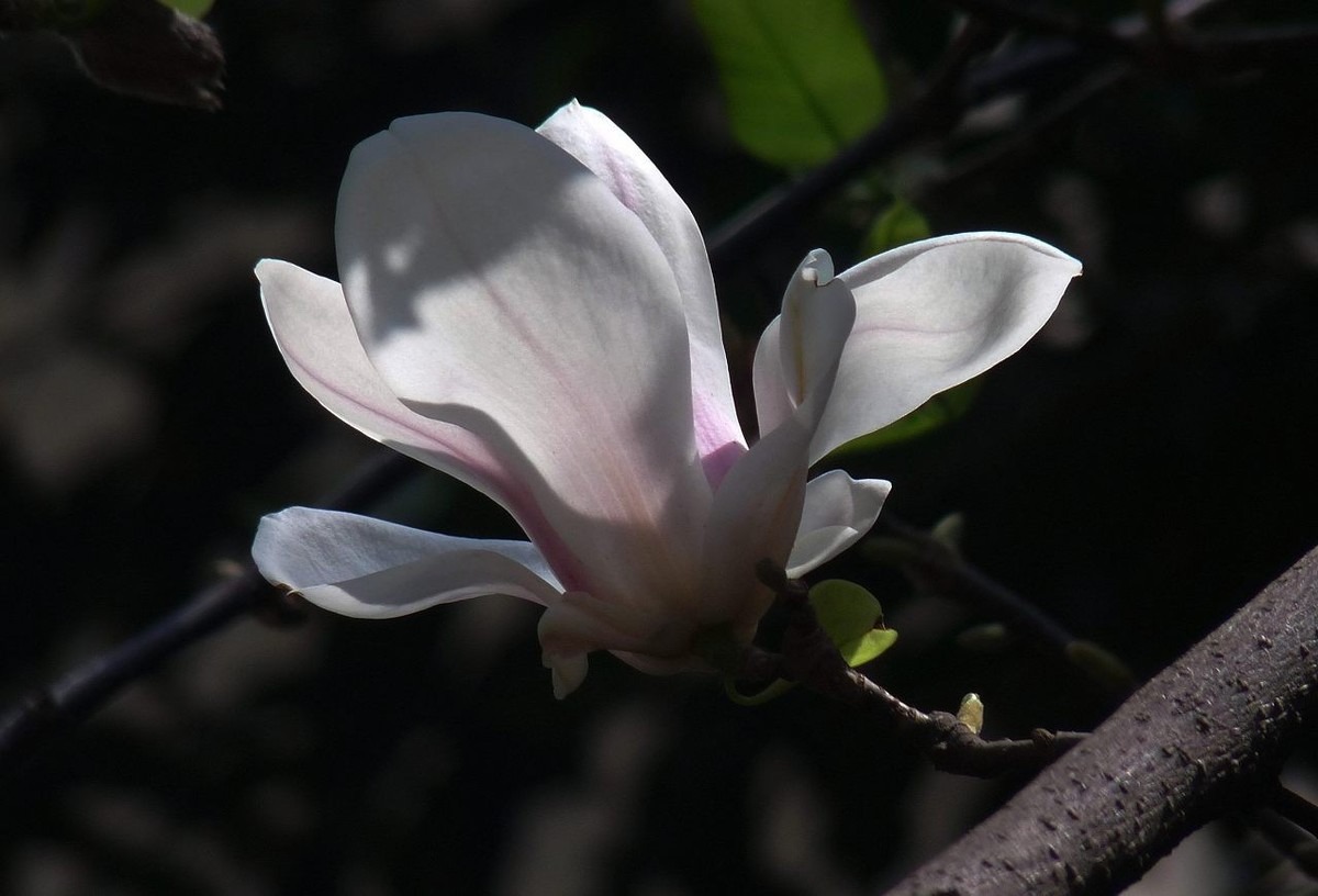 长焦机拍白玉兰