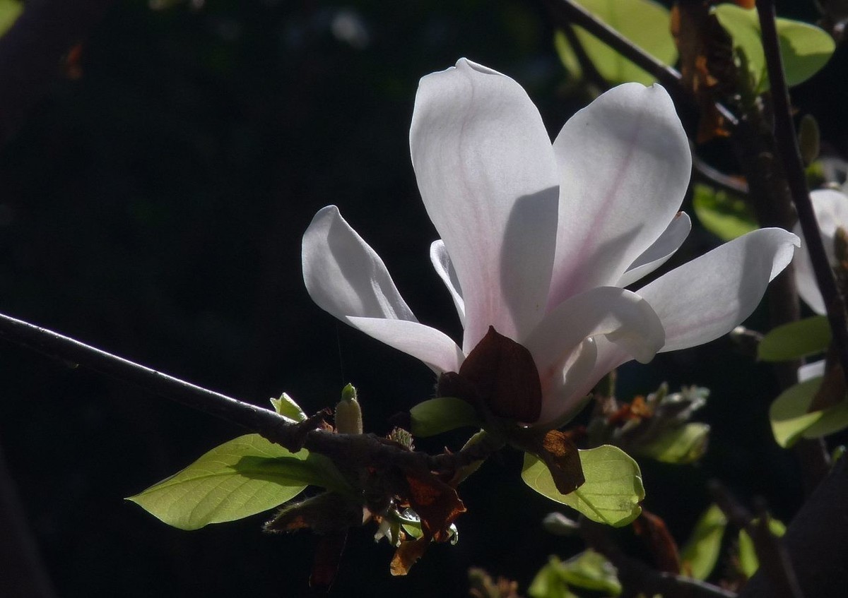 长焦机拍白玉兰