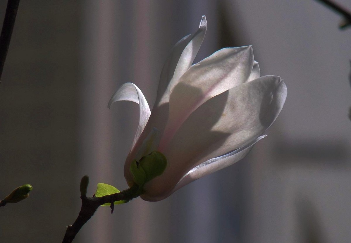 长焦机拍白玉兰