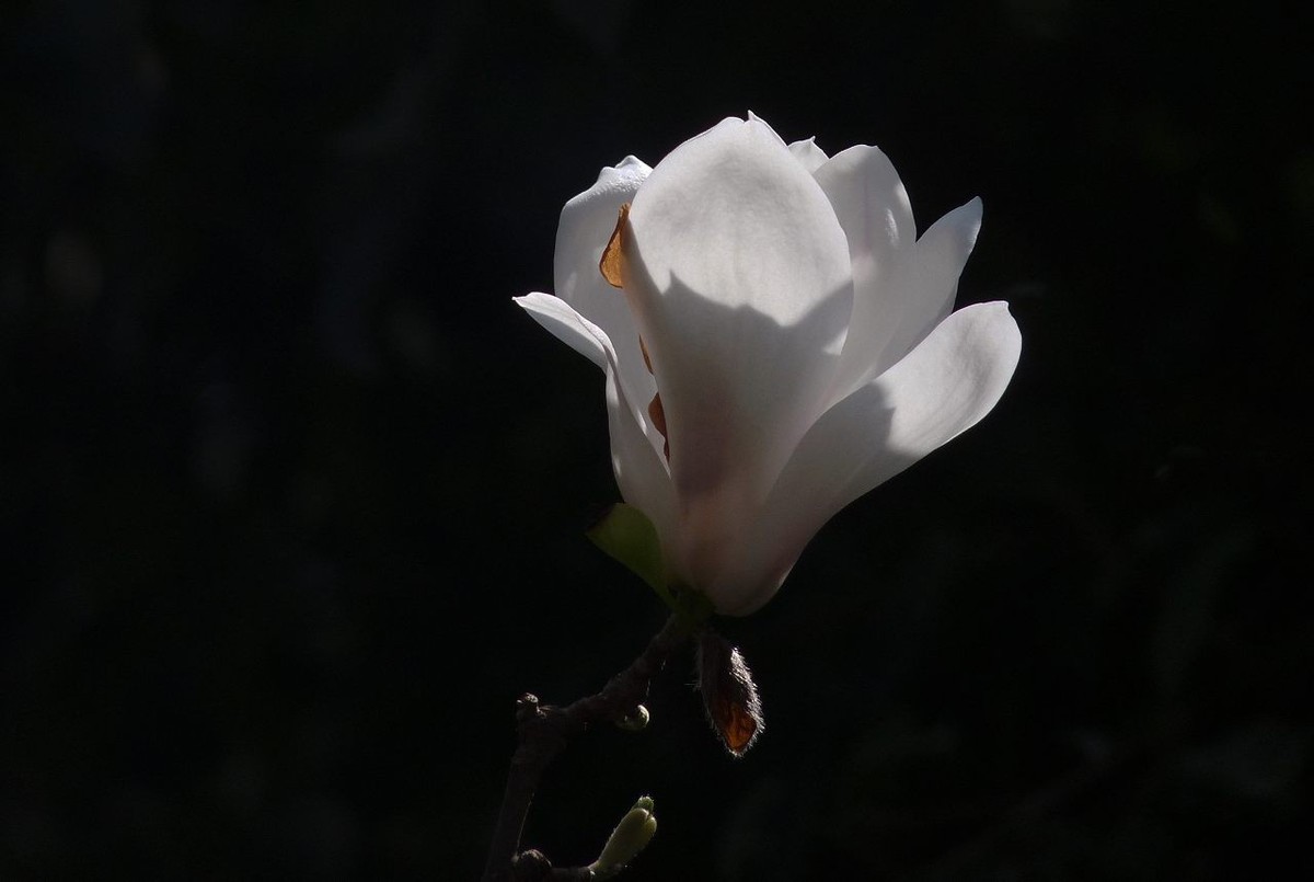 长焦机拍白玉兰