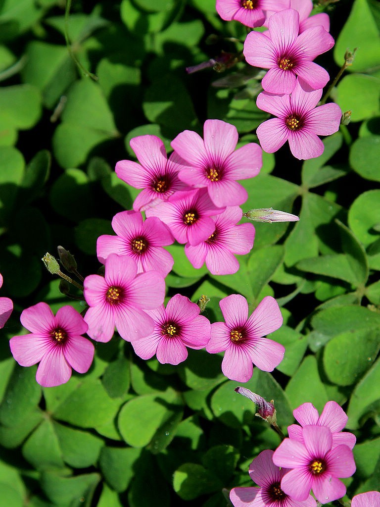 紫花酢浆草=2