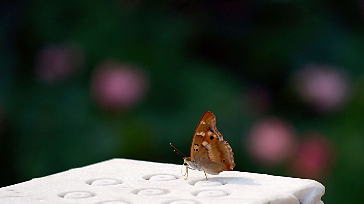 这个帖子怎么违禁了？