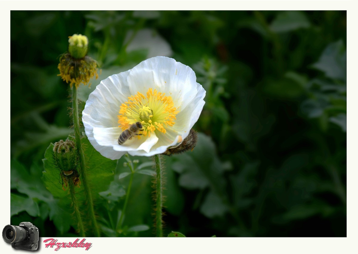 虞美人（2024248）