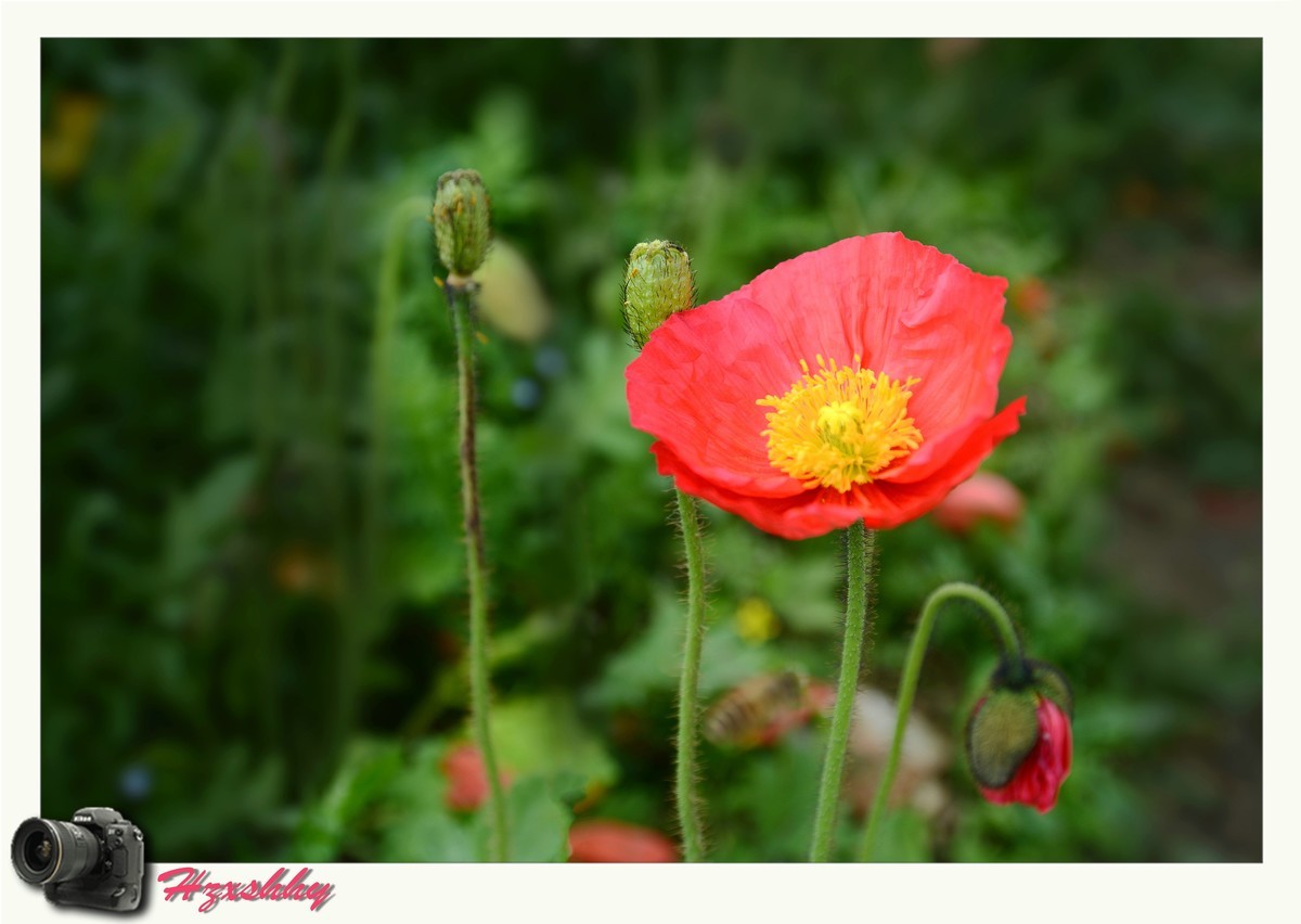 虞美人（2024248）