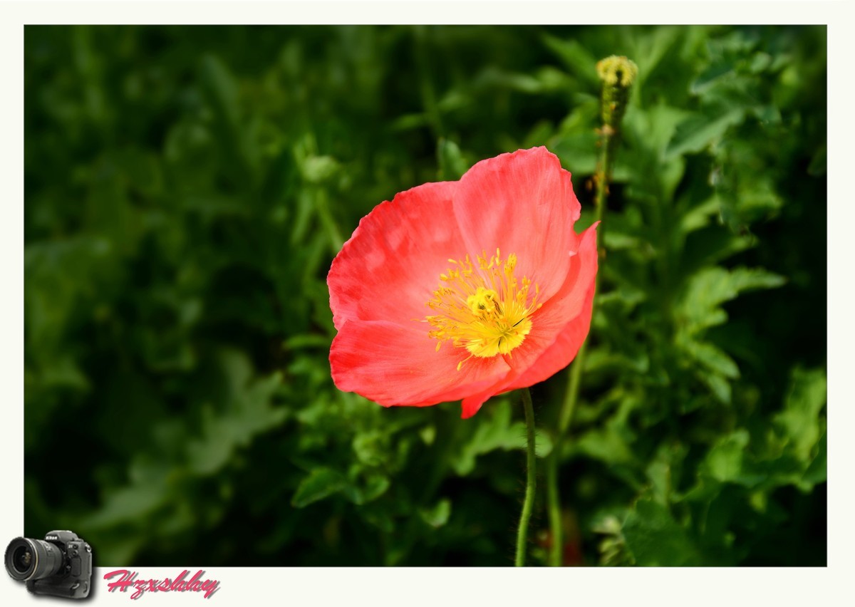 虞美人（2024248）