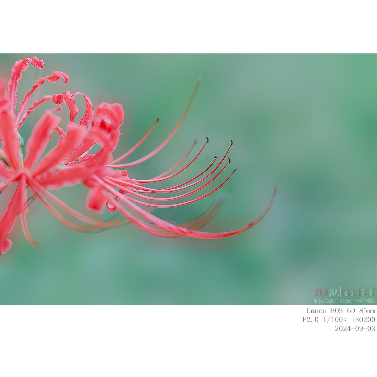 换个角度看石蒜