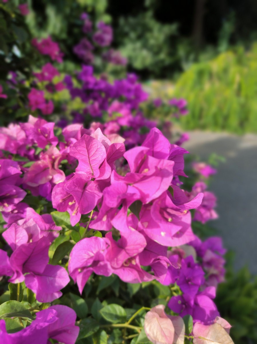 2024秋 江汉行（27）东湖揽胜