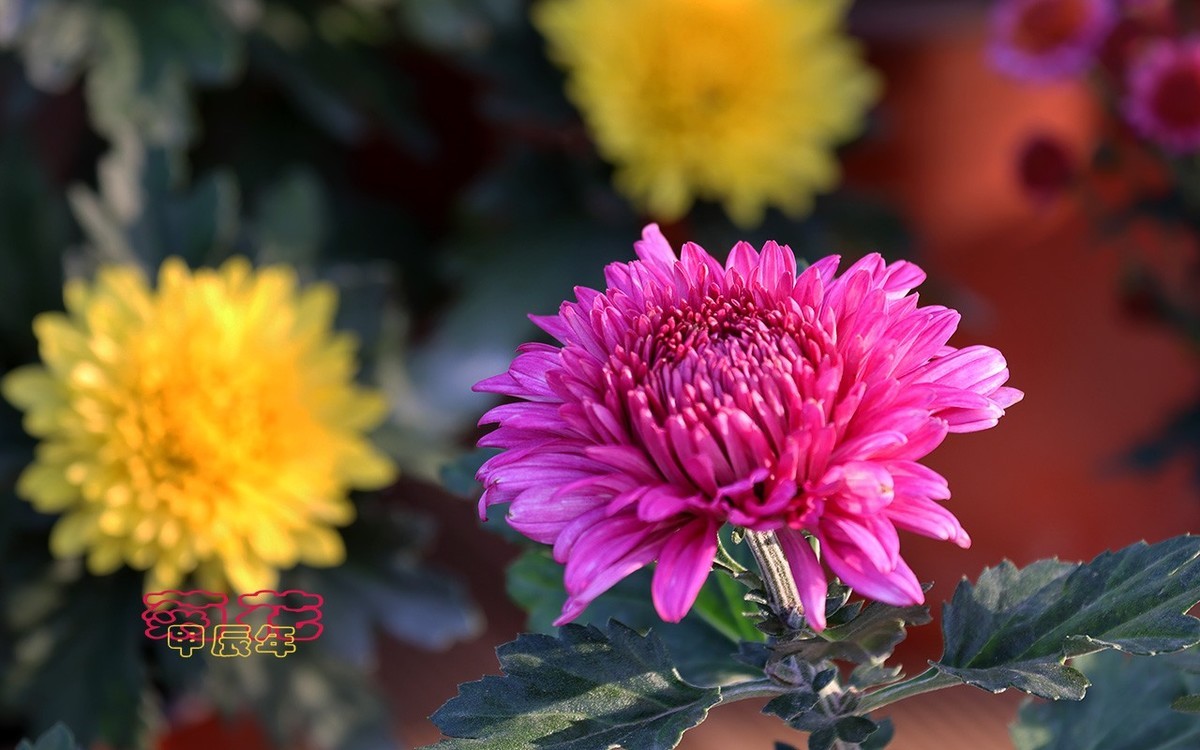 甲辰年菊花【2024-170】