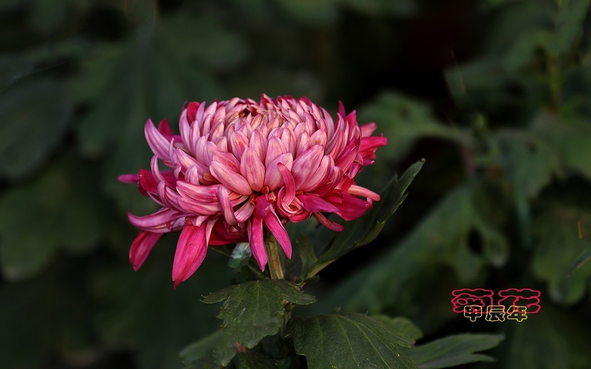 甲辰年菊花【2024-170】