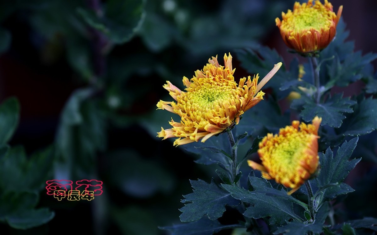 甲辰年菊花【2024-170】