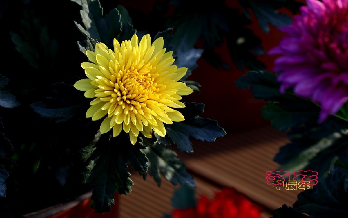 甲辰年菊花【2024-170】