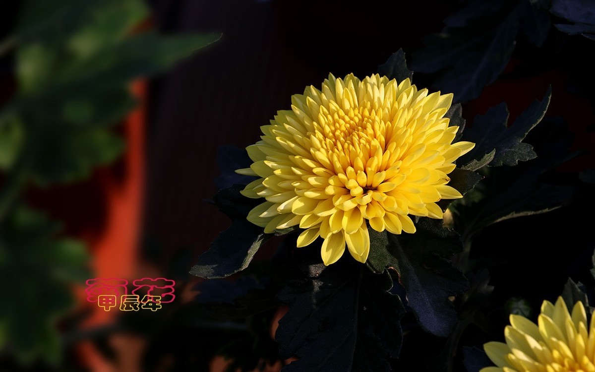 甲辰年菊花【2024-170】