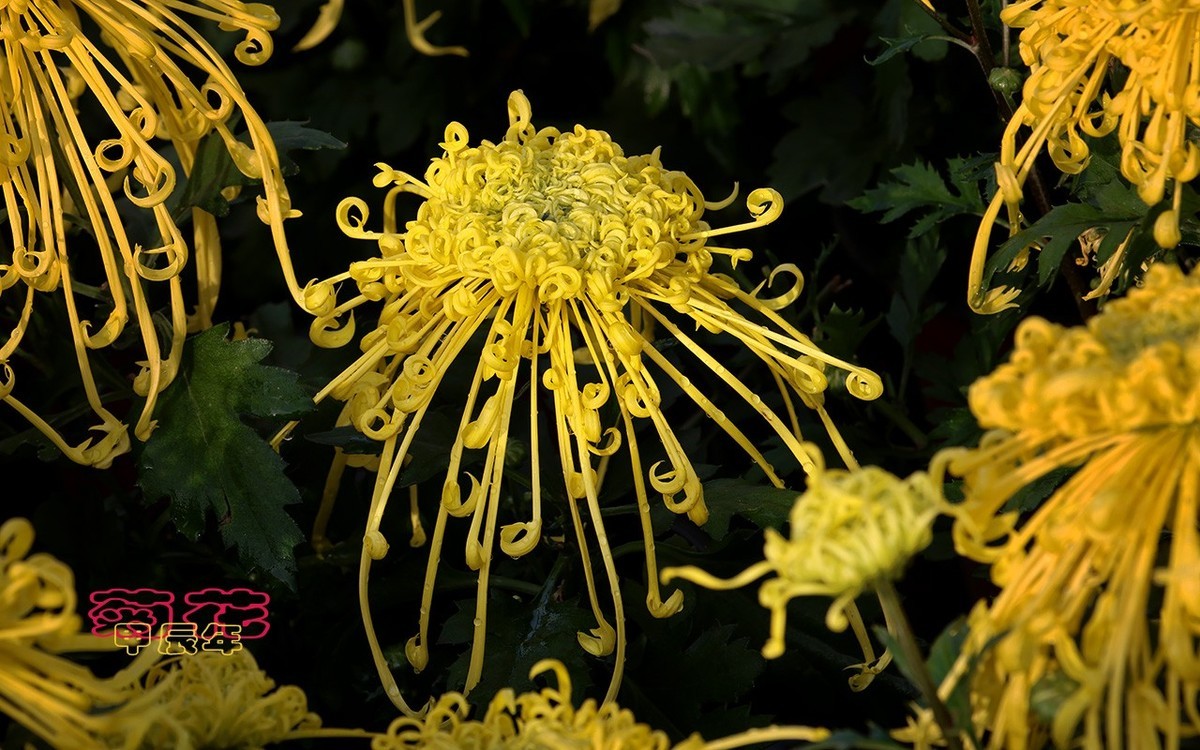 甲辰年菊花【2024-170】