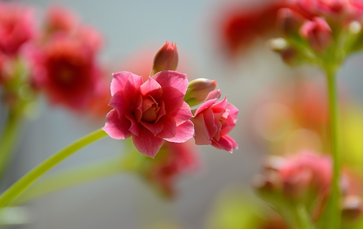 2025长寿花（6）