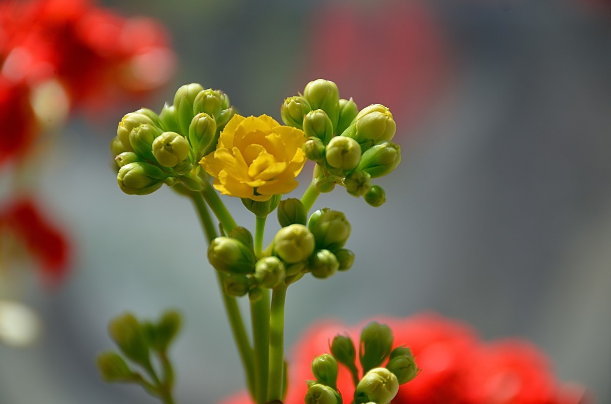 2025长寿花（6）