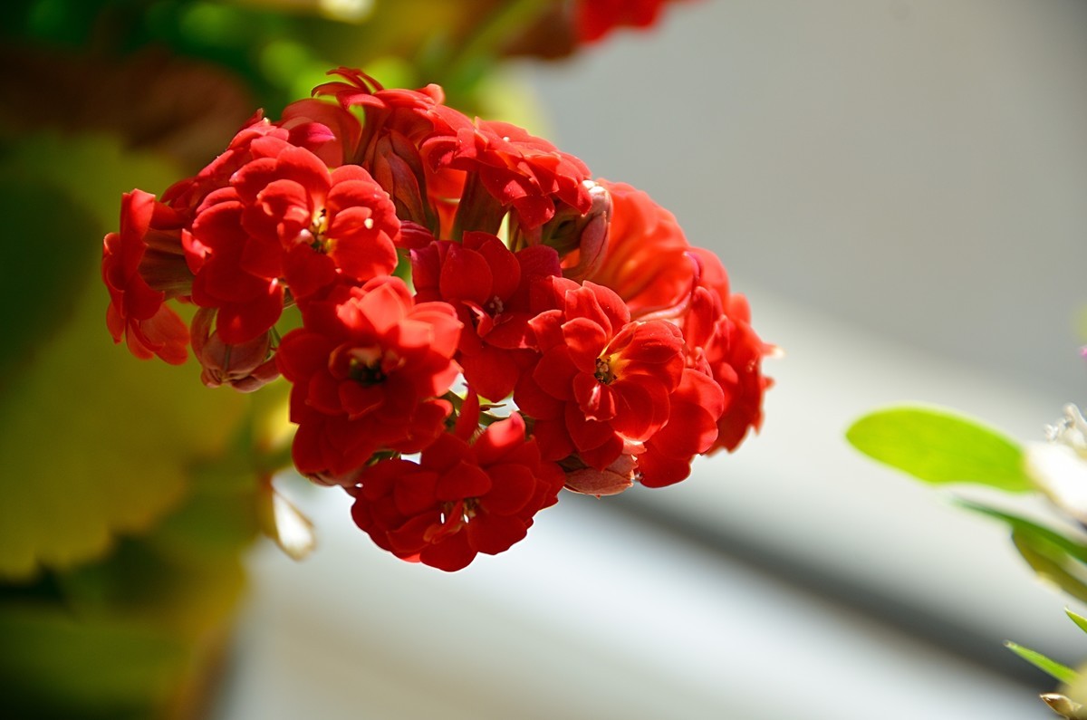 2025长寿花（6）