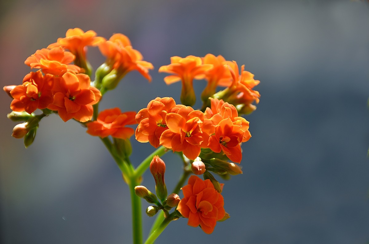 2025长寿花（6）