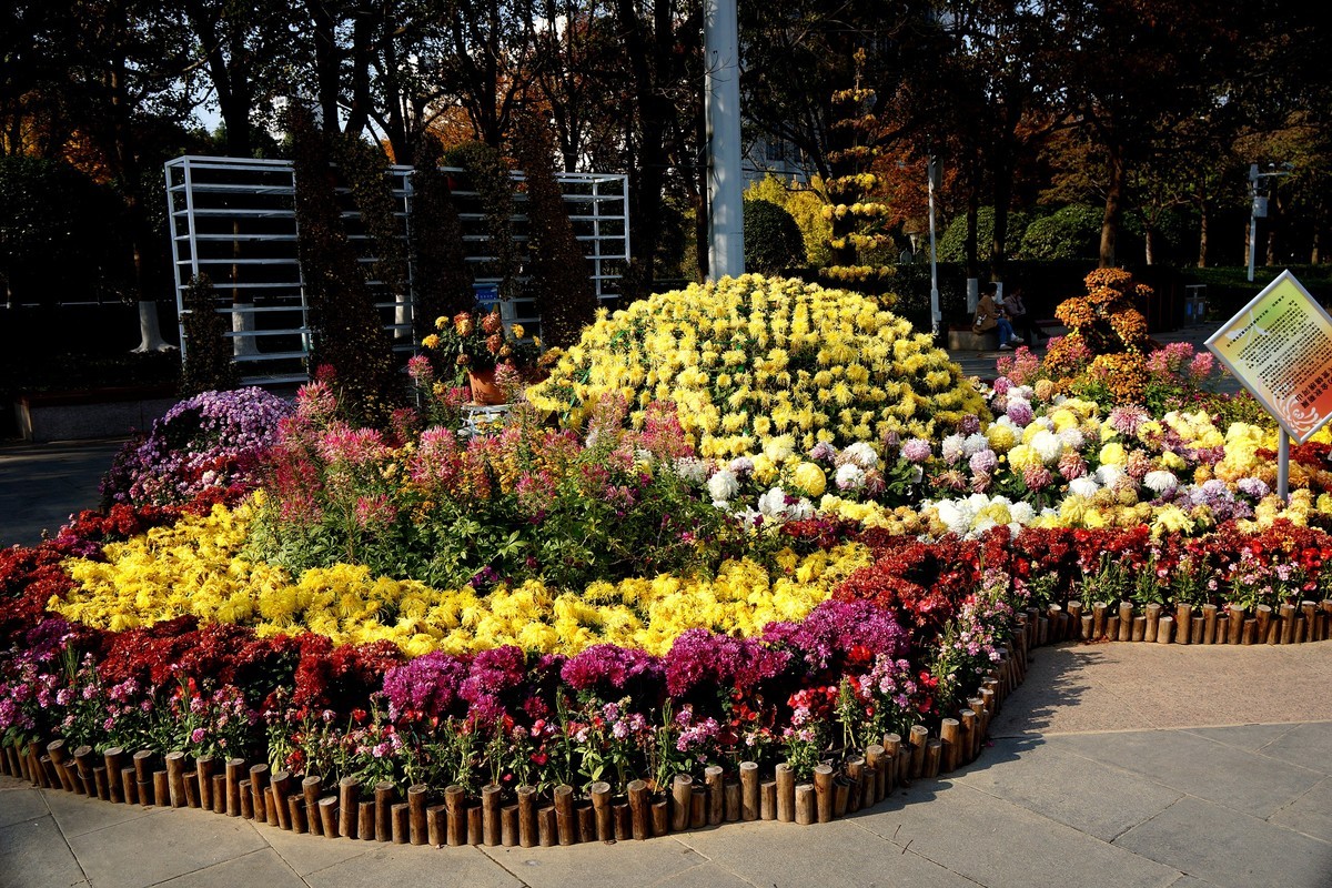 金秋菊花展！