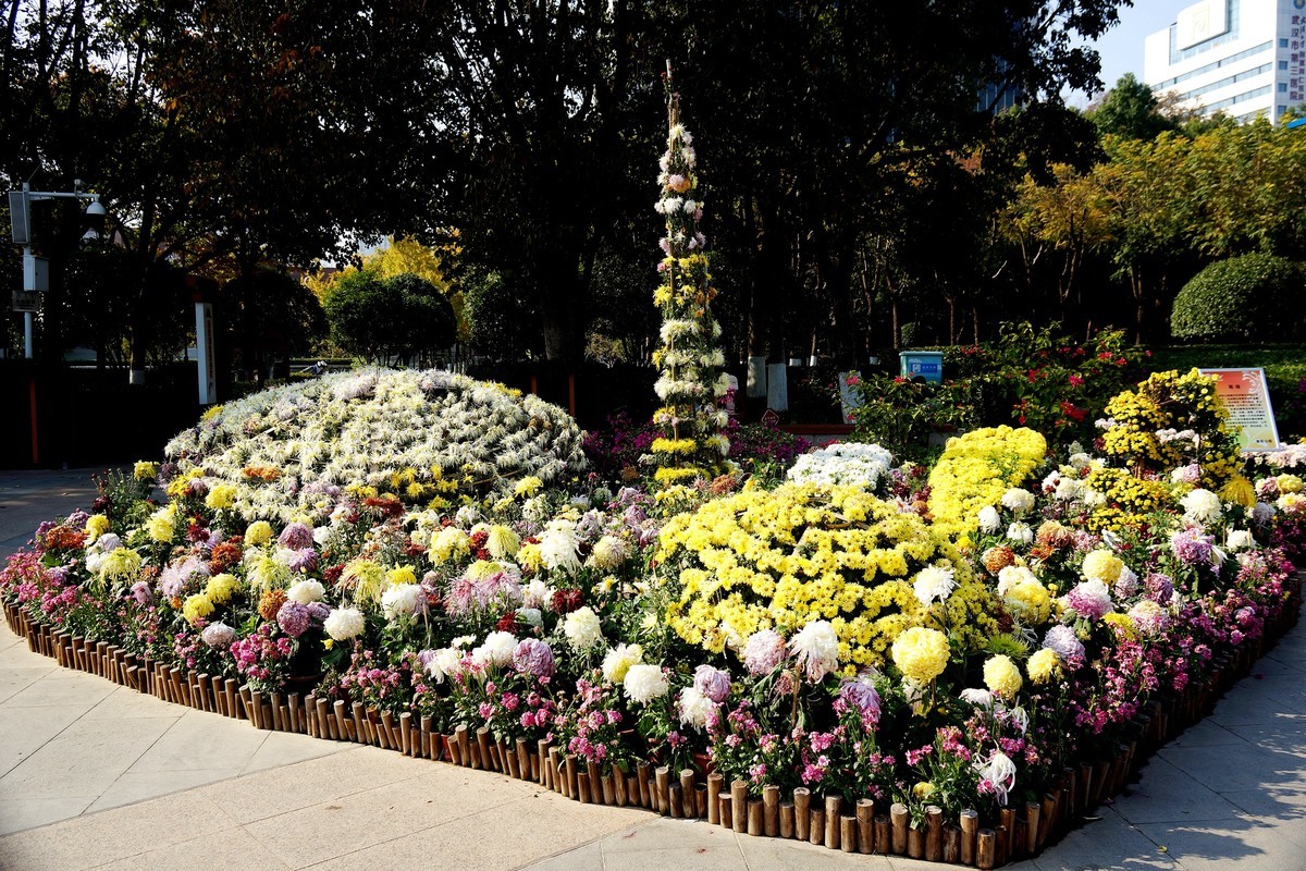 金秋菊花展！