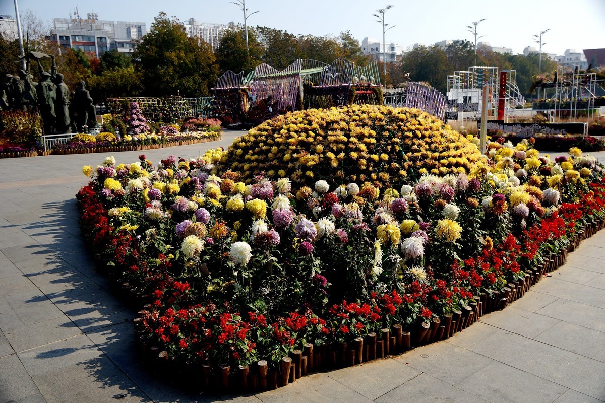 金秋菊花展！