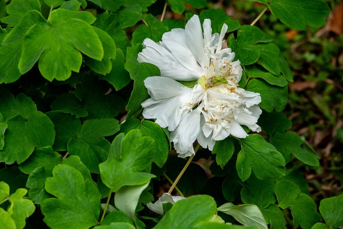 花枝招展（356）