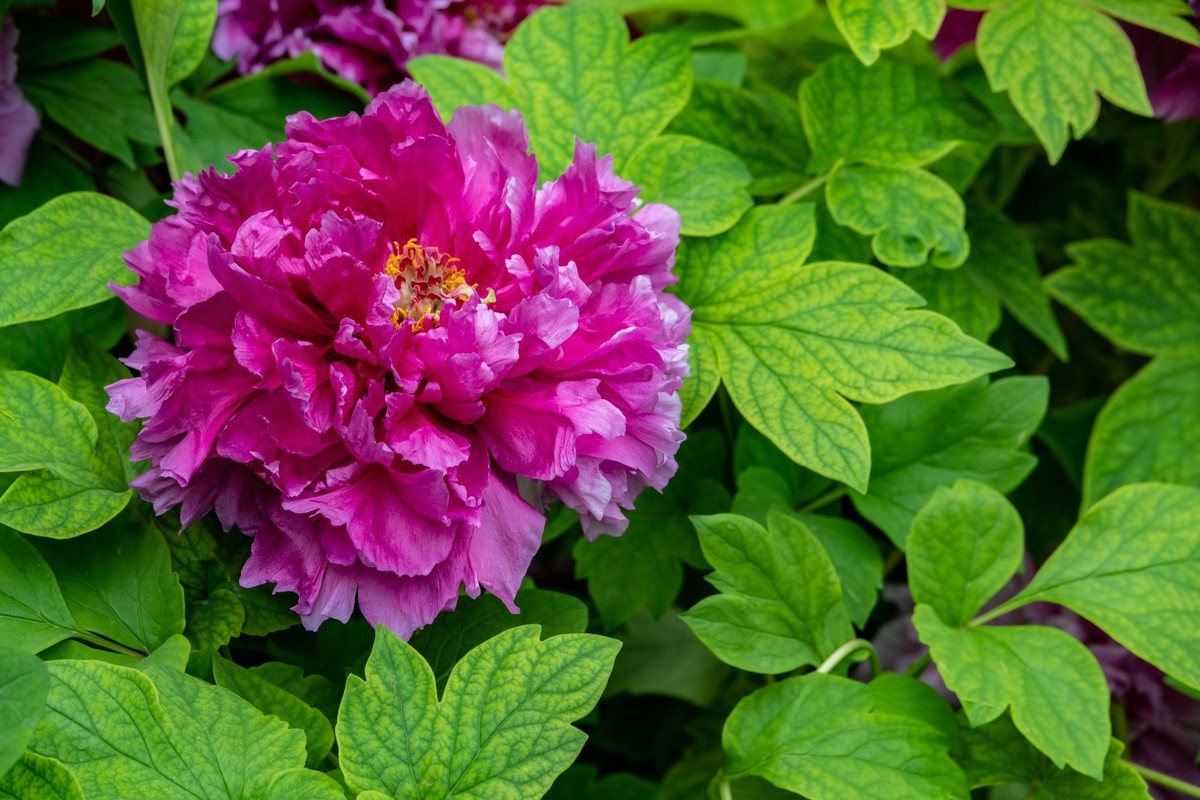 花枝招展（356）