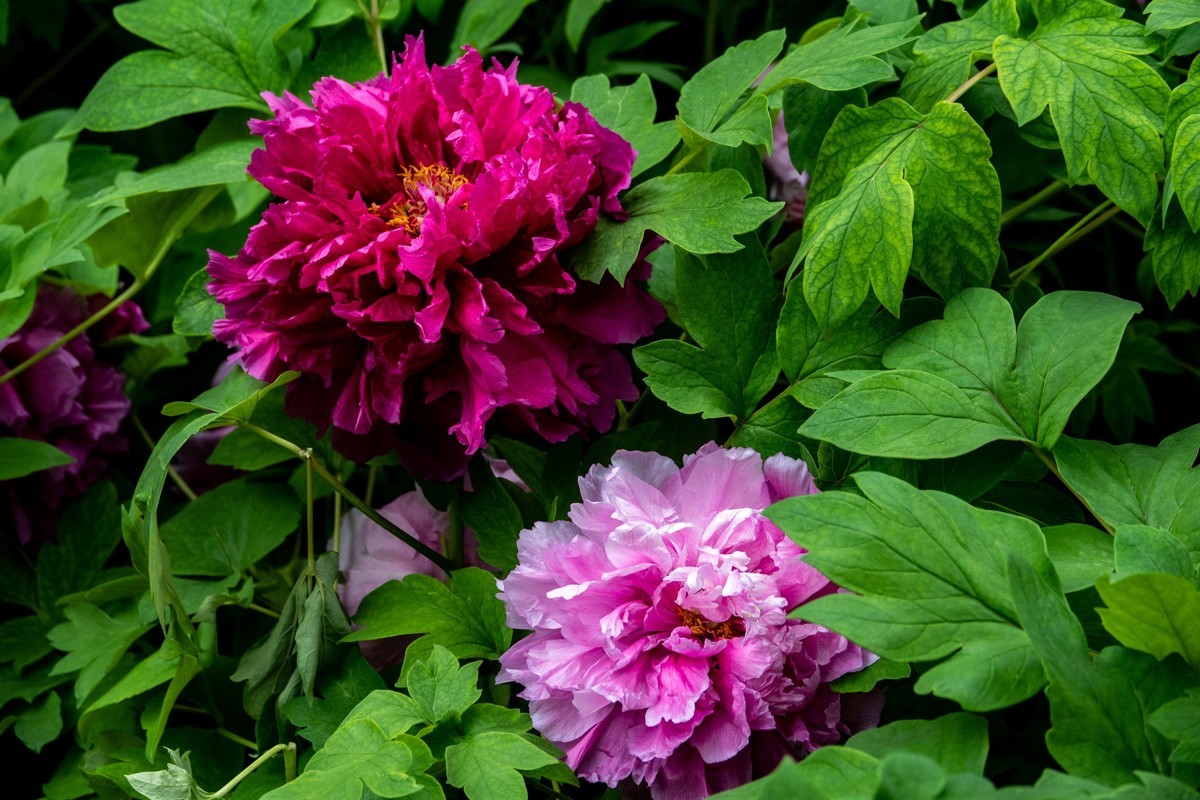 花枝招展（356）