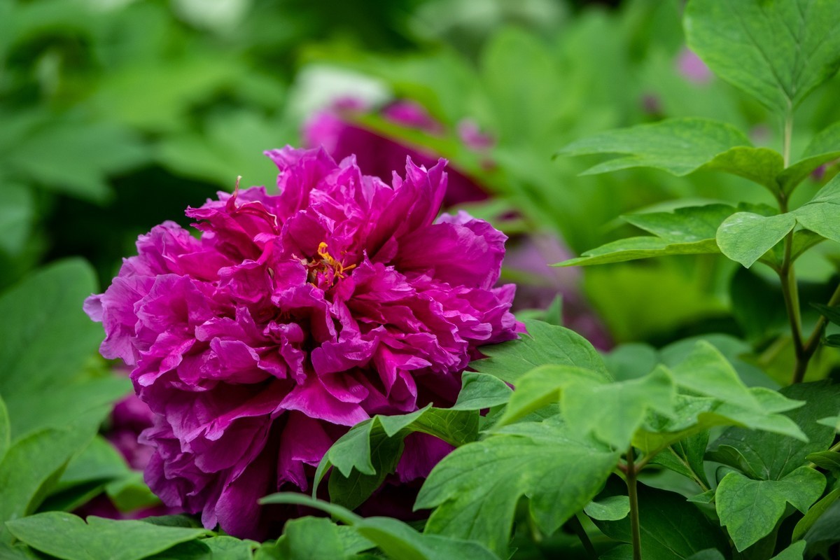 花枝招展（356）