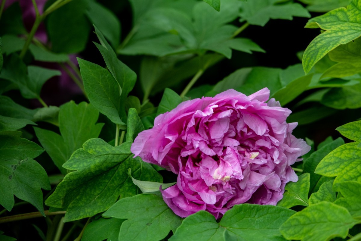 花枝招展（356）