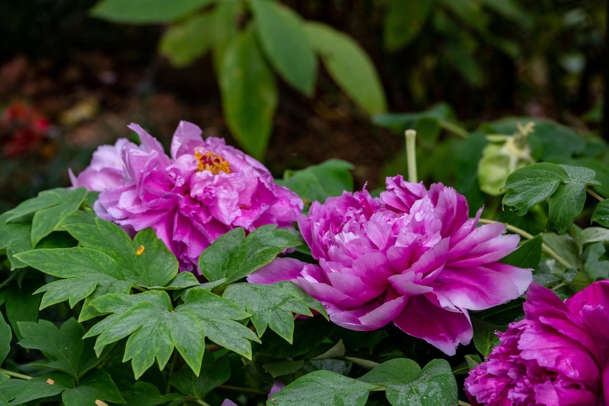 花枝招展（356）