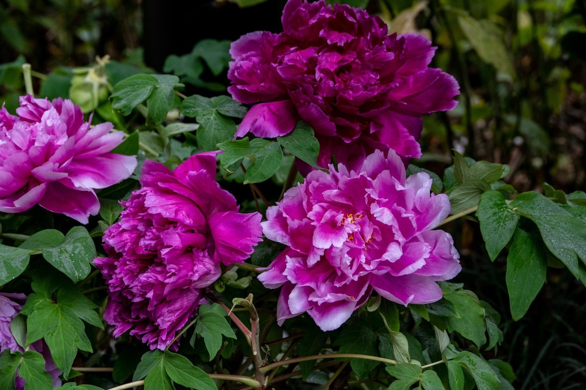 花枝招展（356）