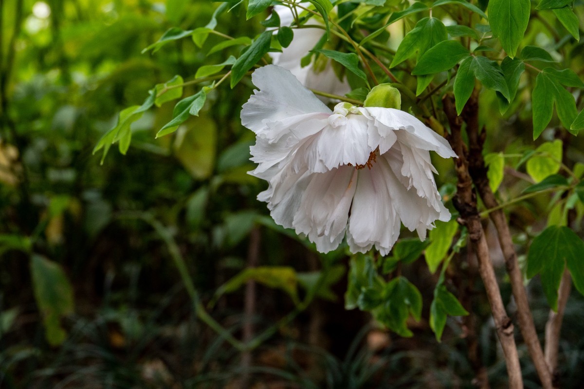 花枝招展（356）