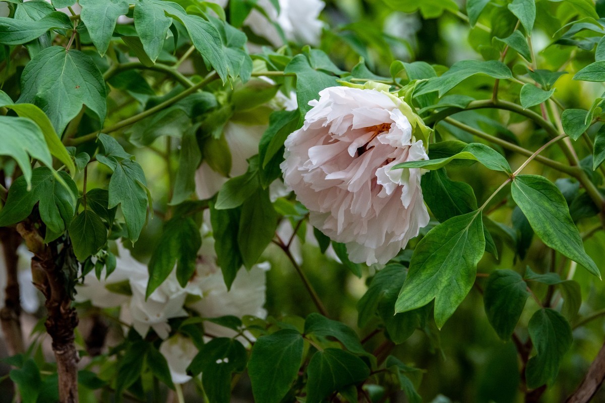 花枝招展（356）